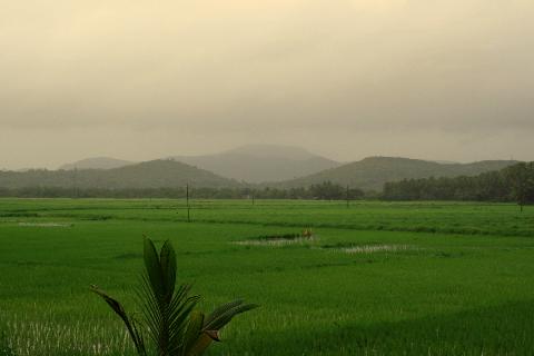 Agricultural Plantations in Goa - Download Goa Photos